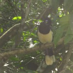 Exotic bird Exotic bird