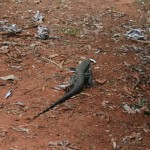 Iguana Iguana